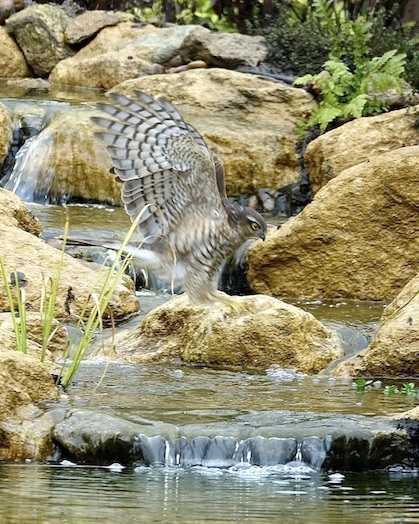 sparrowhawk